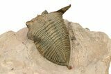 Bumpy Zlichovaspis Trilobite - Lghaft, Morocco #282807-5